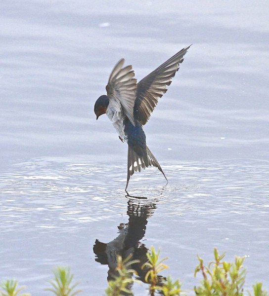 Речная Ласточка
