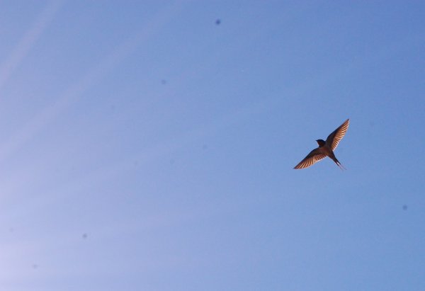 Стрижи летают