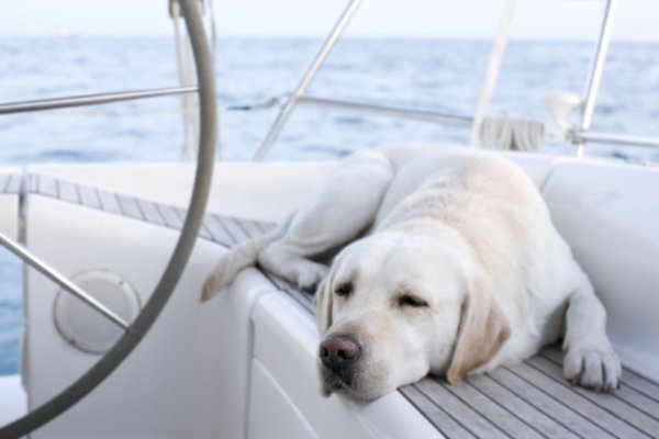 Море лабрадор