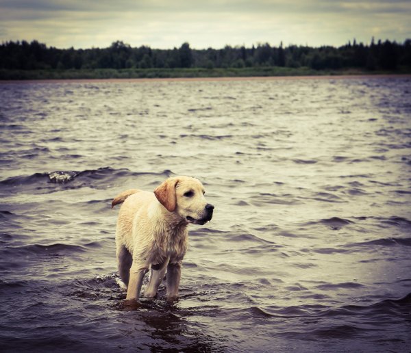 Лабрадор ретривер купание