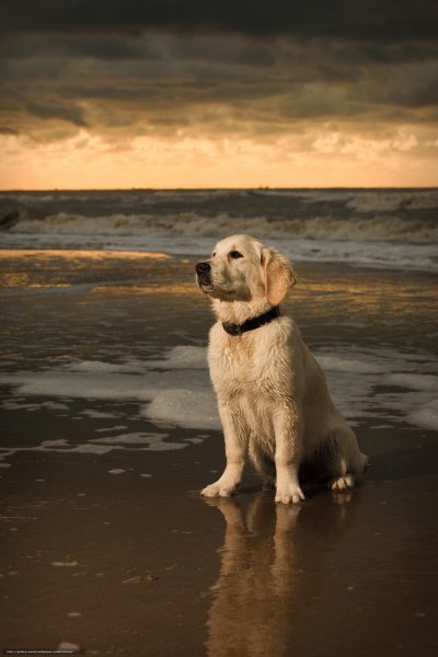 Лабрадор ретривер на море