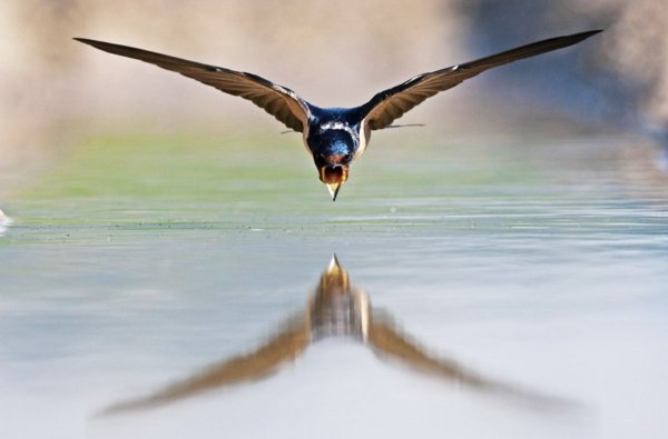 Ласточки летают в небе