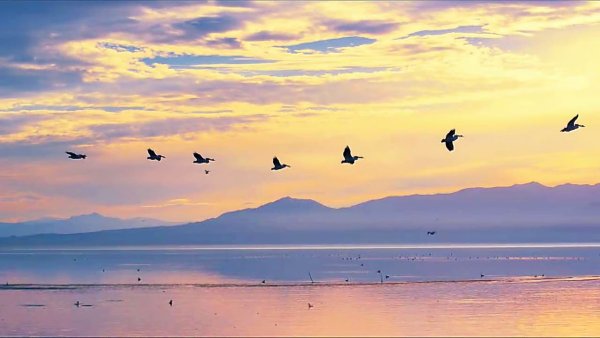 Ласточка живопись