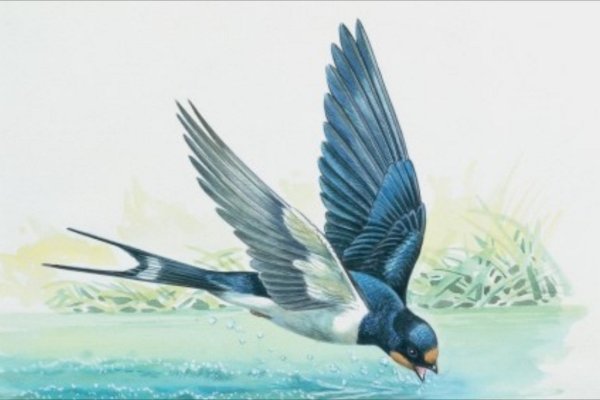 Ласточка в полете