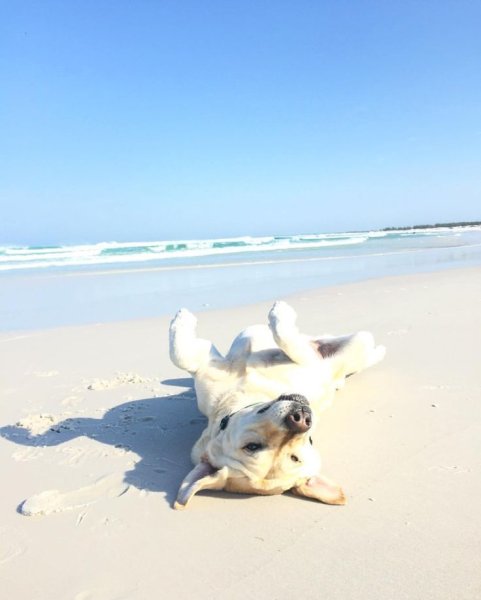 Собака на пляже