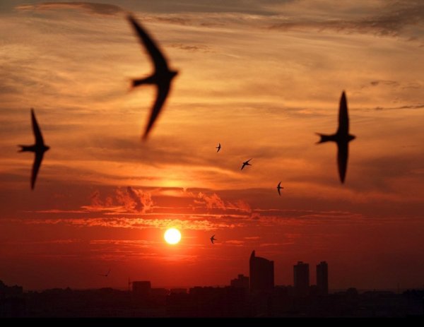 Ласточки в небе