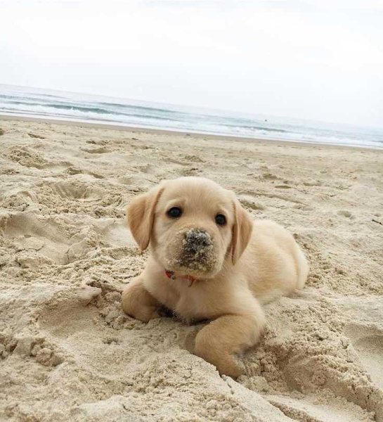 Лабрадор песочный