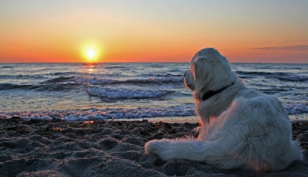 Собака на берегу моря