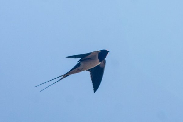 Ласточки над морем