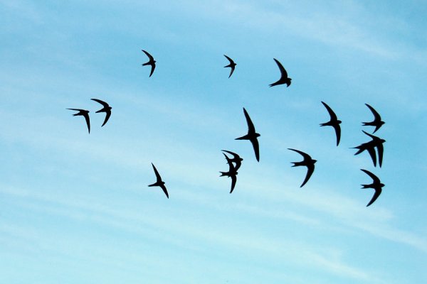 Полёт ласточки