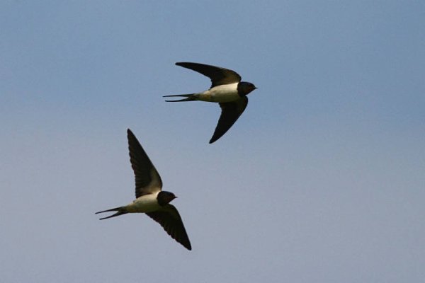 Птица в полет над лугом