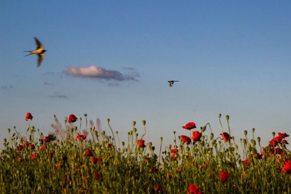 Белолобая Ласточка
