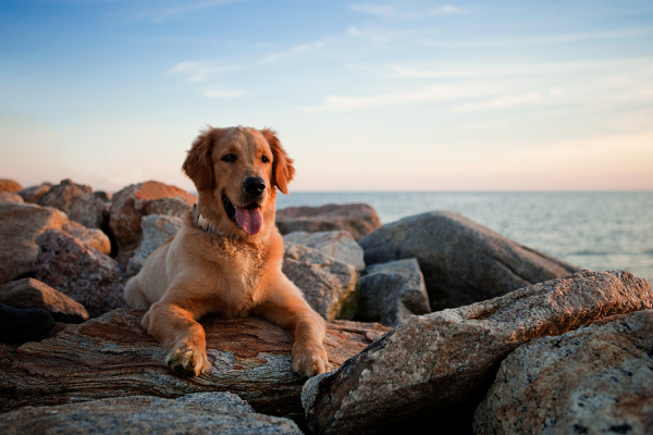 Лабрадор в горах