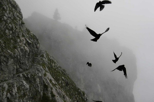 Ласточки купаются