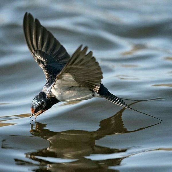 Чарльз Войси ласточки