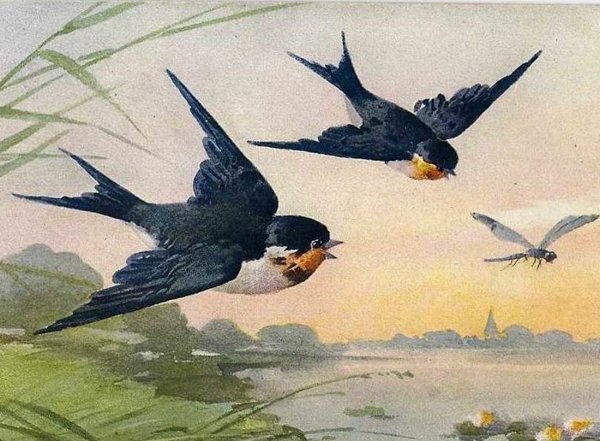 Рисунок птички береговушка