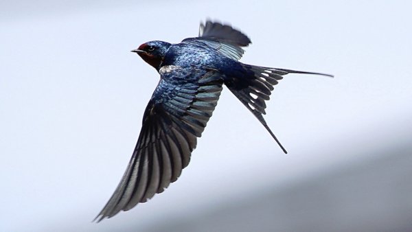 Ласточки в небе