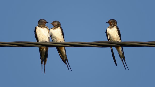 Ласточки и Стрижи в небе