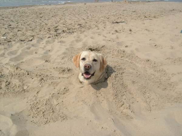 Смешной белый лабрадор