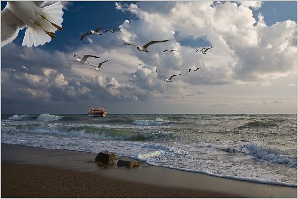 Чайки на берегу моря