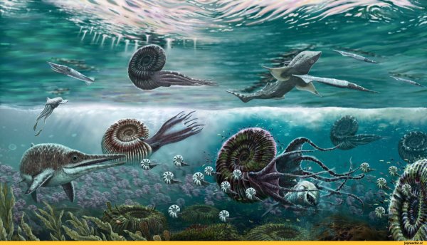 Аммониты мелового периода