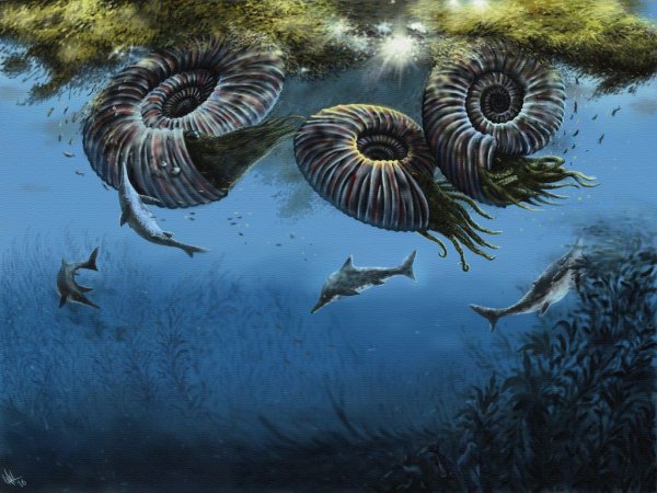 Морская фауна мелового периода