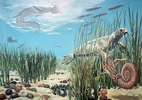 Морская фауна мелового периода