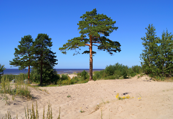 Белое море Онега