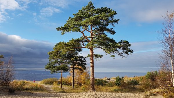 Белое море Северодвинск Ягры