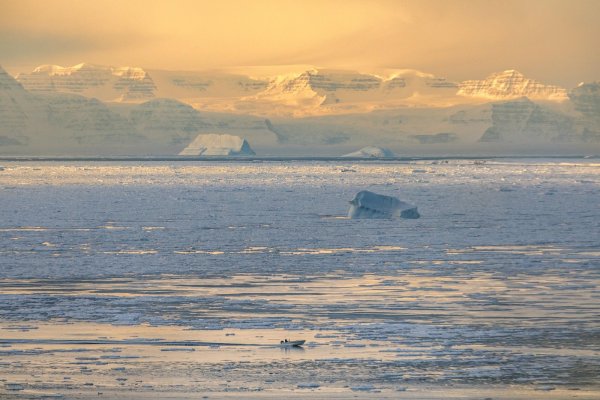 Флора и фауна гренландского моря