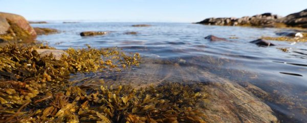 Фукусовые водоросли в белом море