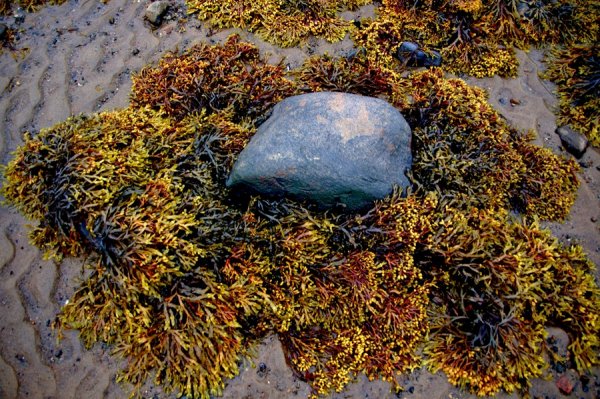Водоросли белого моря фукус