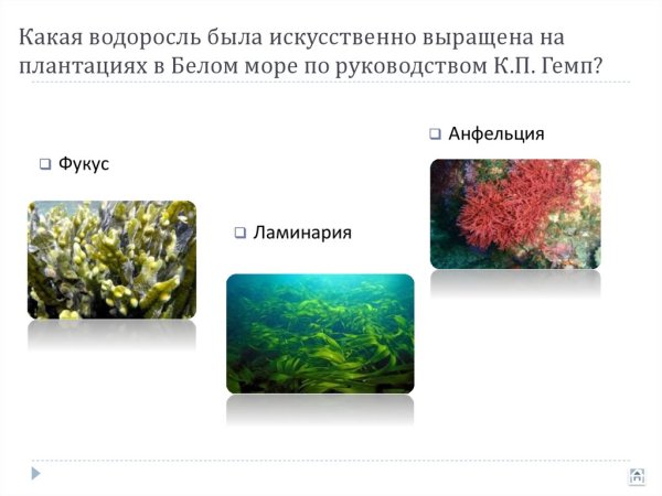 Водоросли белого моря фукус