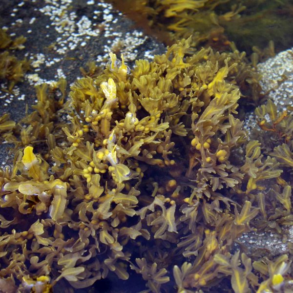 Фукус белое море