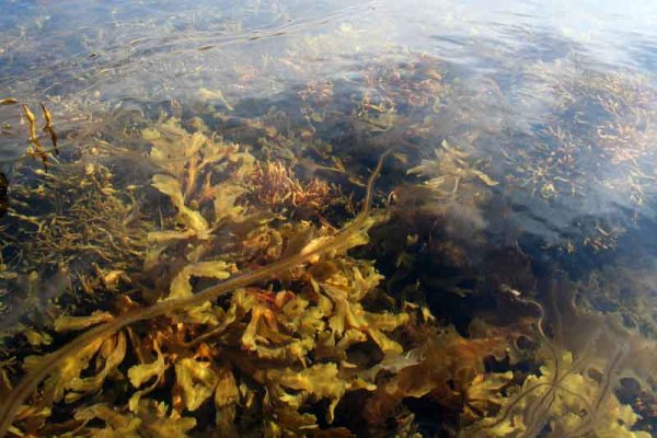 Водоросли белого моря ламинария