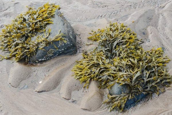 Водоросли белого моря фукус