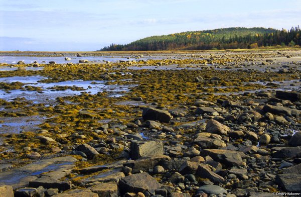 Соловки Литораль