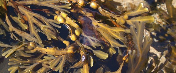 Морская капуста с фукусом