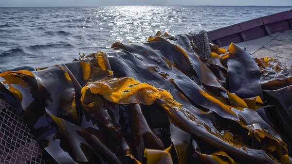 Ламинария Охотское море