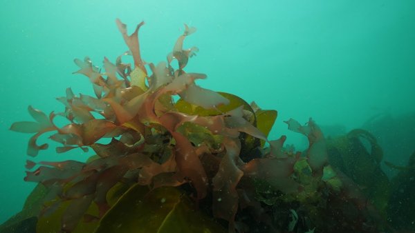 Водоросли белого моря фукус