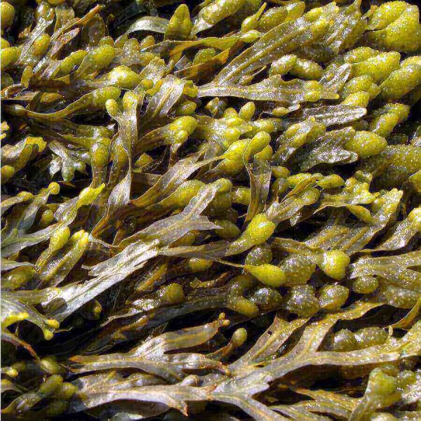 Фукусы морские водоросли