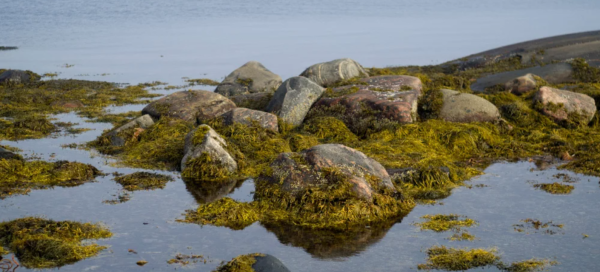 Заготовка водорослей в белом море