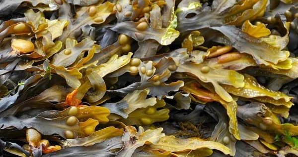 Бурые водоросли ламинария фукус