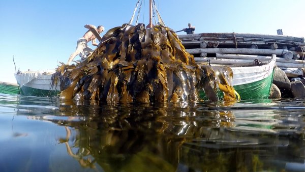 Водорослевый комбинат Архангельск