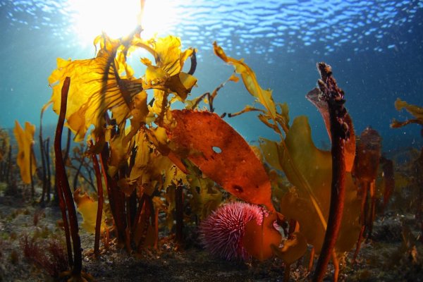 Баренцево море Териберка дайвинг