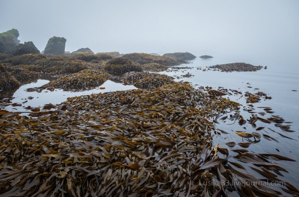 Остров Расшуа Курилы