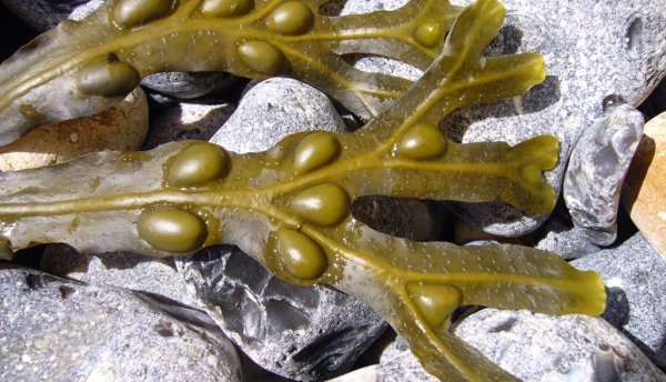 Водоросли морской виноград фукус