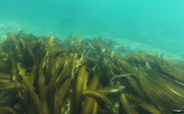 Морская капуста Laminaria saccharina