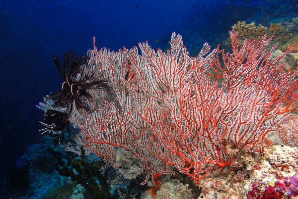 Кораллы водоросли индийского океана