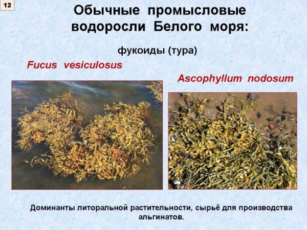 Водоросли в белом море названия